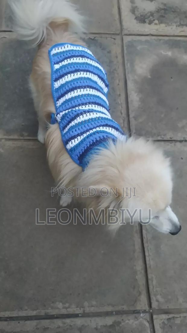 Dog Clothes/Outfits - main view