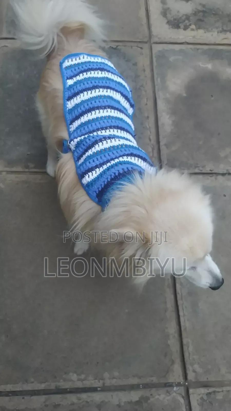 Dog Clothes/Outfits