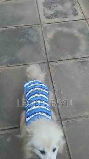 Dog Clothes/Outfits