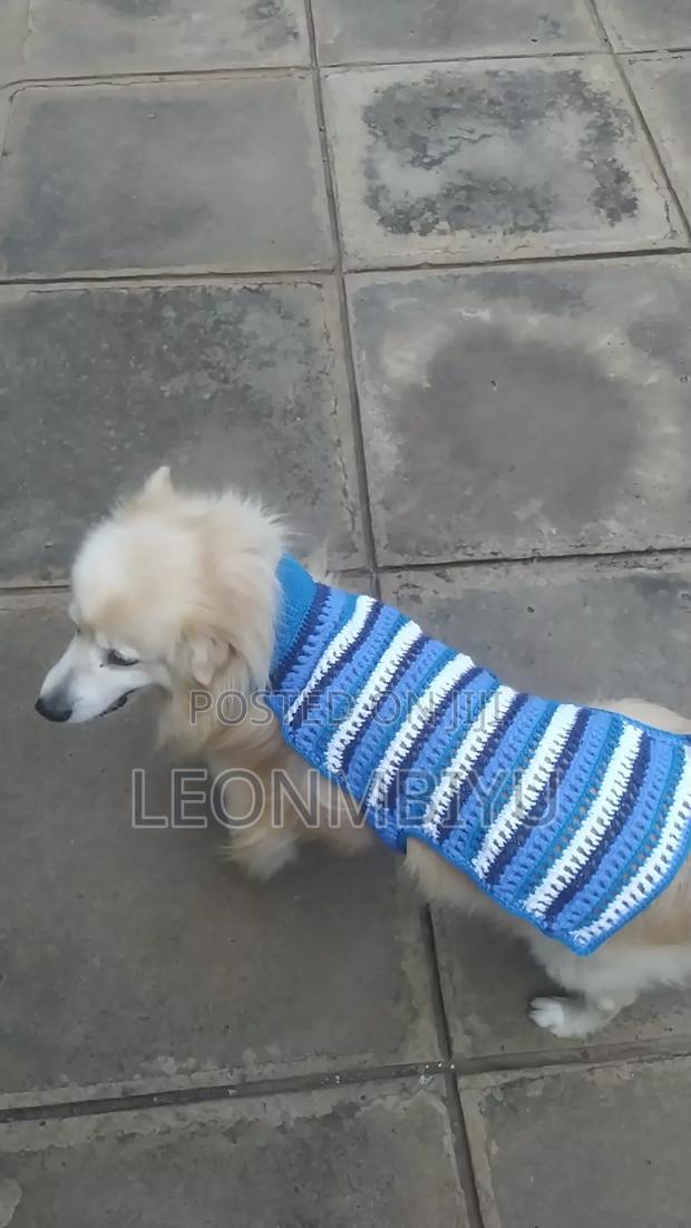 Dog Clothes/Outfits - thumbnail 4