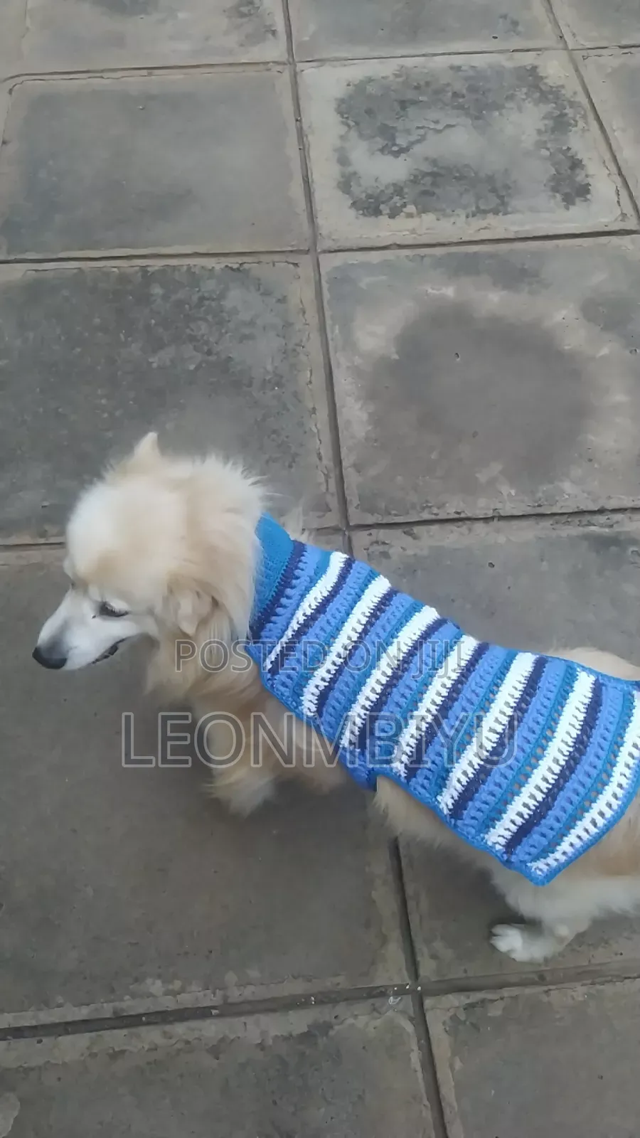 Dog Clothes/Outfits