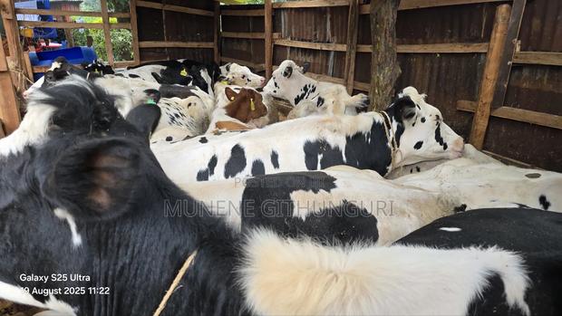 Super Breeds Heifers - main view