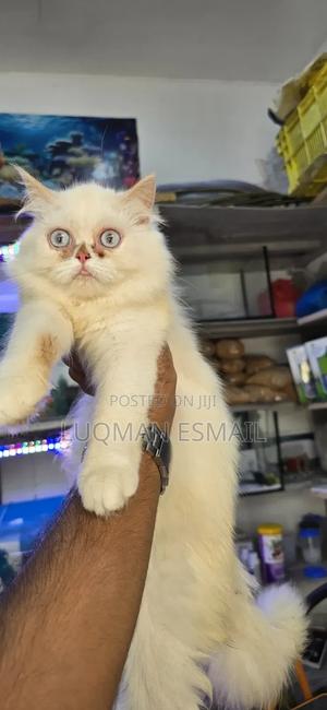 3-6 months Female Purebred Persian - thumbnail 2