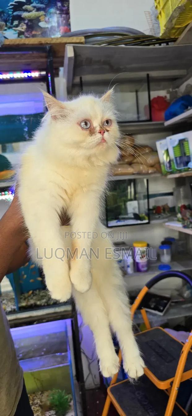 3-6 months Female Purebred Persian - thumbnail 3
