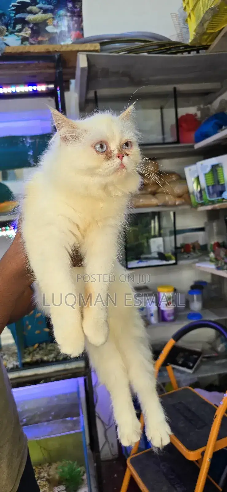 3-6 months Female Purebred Persian