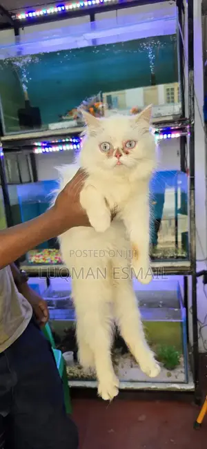 3-6 months Female Purebred Persian