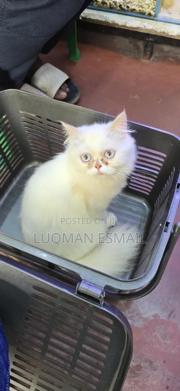 1-3 months Male Purebred Persian