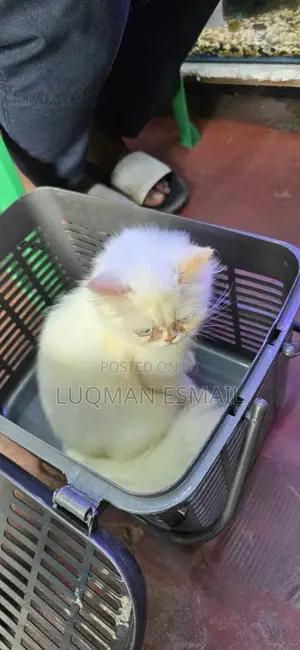1-3 months Male Purebred Persian