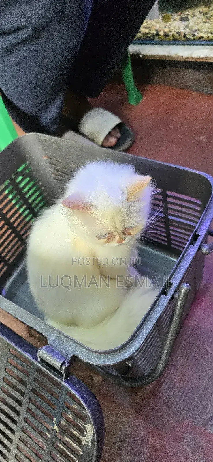 1-3 months Male Purebred Persian