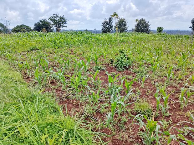 Two Plots Matropi Estate Kiambu - thumbnail 6