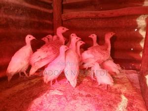 Guinea Fowl Keets - main view