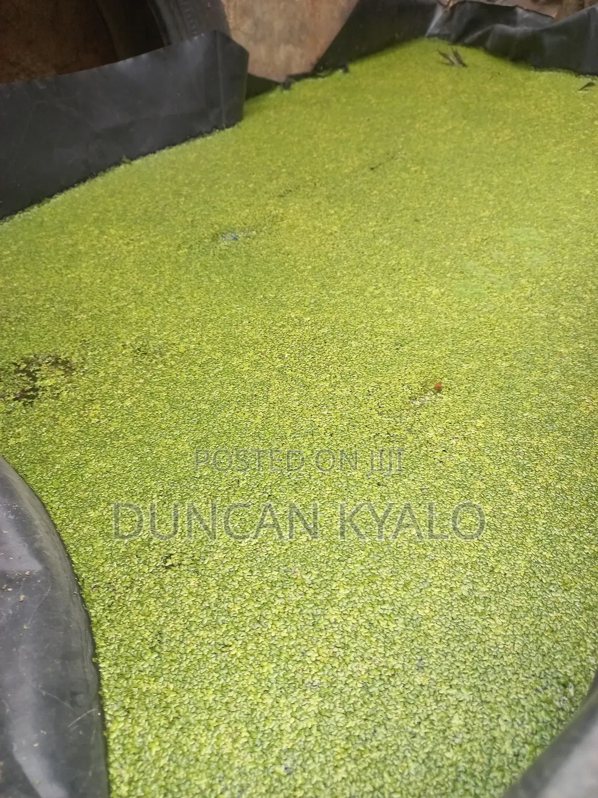 Duckweed (Lemna Minor)