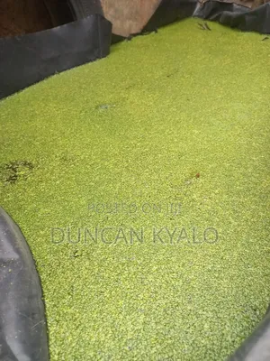 Duckweed (Lemna Minor)