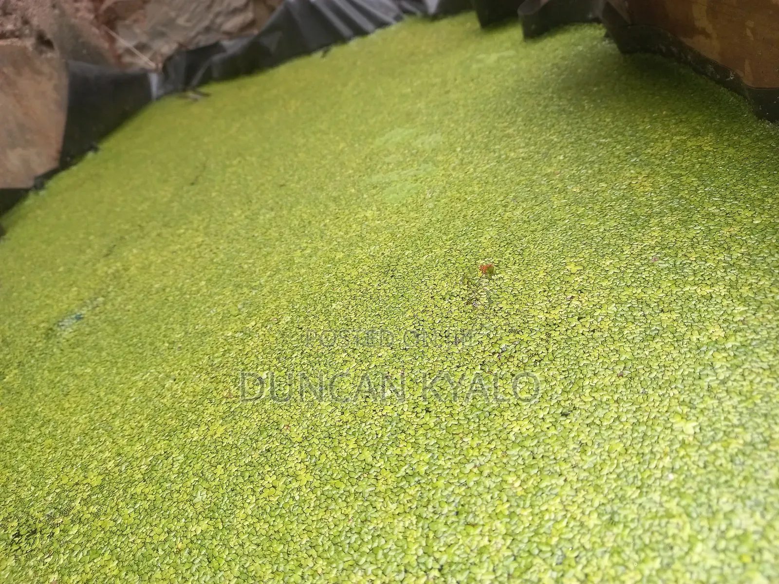 Duckweed (Lemna Minor)