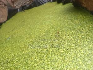 Duckweed (Lemna Minor) - thumbnail 2