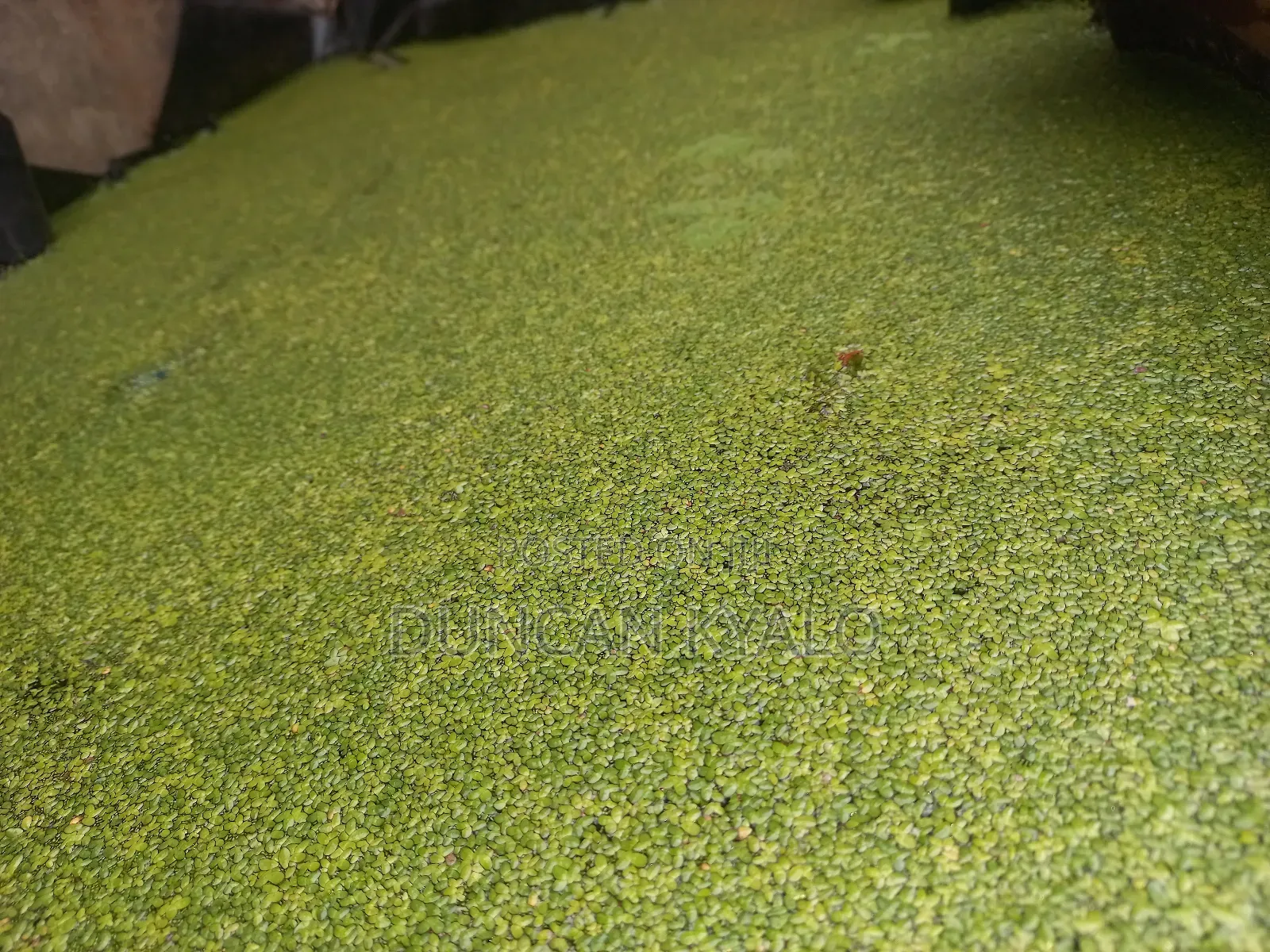 Duckweed (Lemna Minor)
