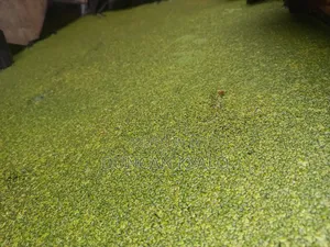 Duckweed (Lemna Minor)