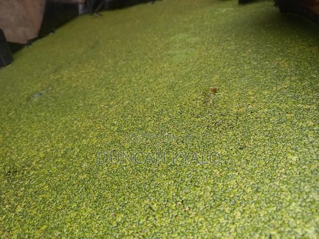 Duckweed (Lemna Minor) - thumbnail 5
