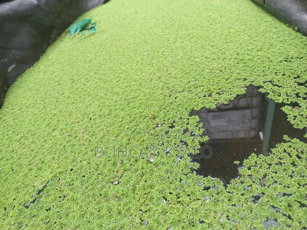 Azolla Pinnata