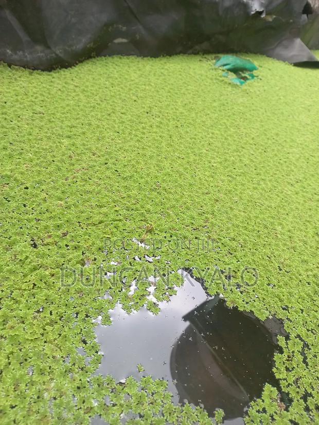 Azolla Pinnata - thumbnail 2