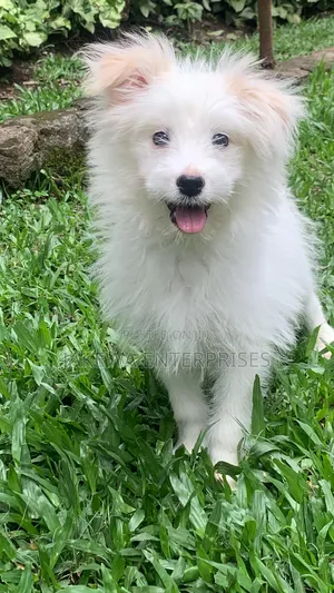 1-3 months Male Purebred Havanese