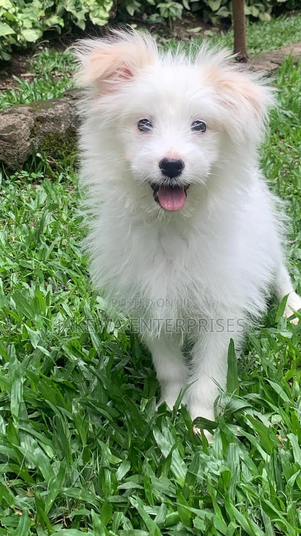 1-3 months Male Purebred Havanese