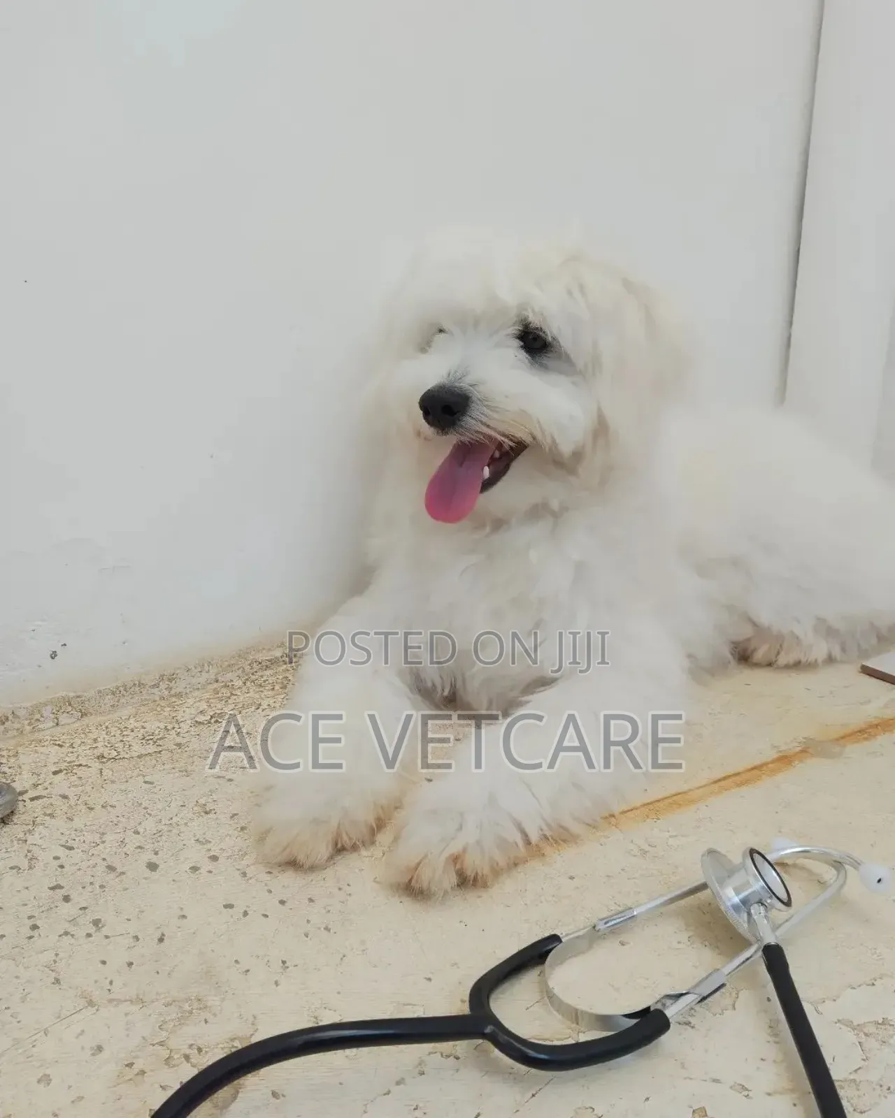 Veterinary Services and Pet Boarding