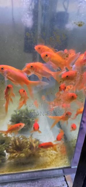 Gold Fishes - thumbnail 2