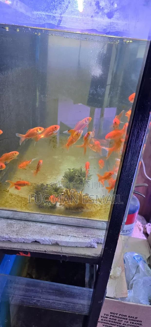 New Gold Fish - main view