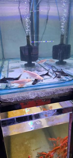 Siamese Sharka - thumbnail 2