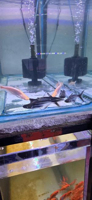 Siamese Sharks. Fresh Water - thumbnail 2