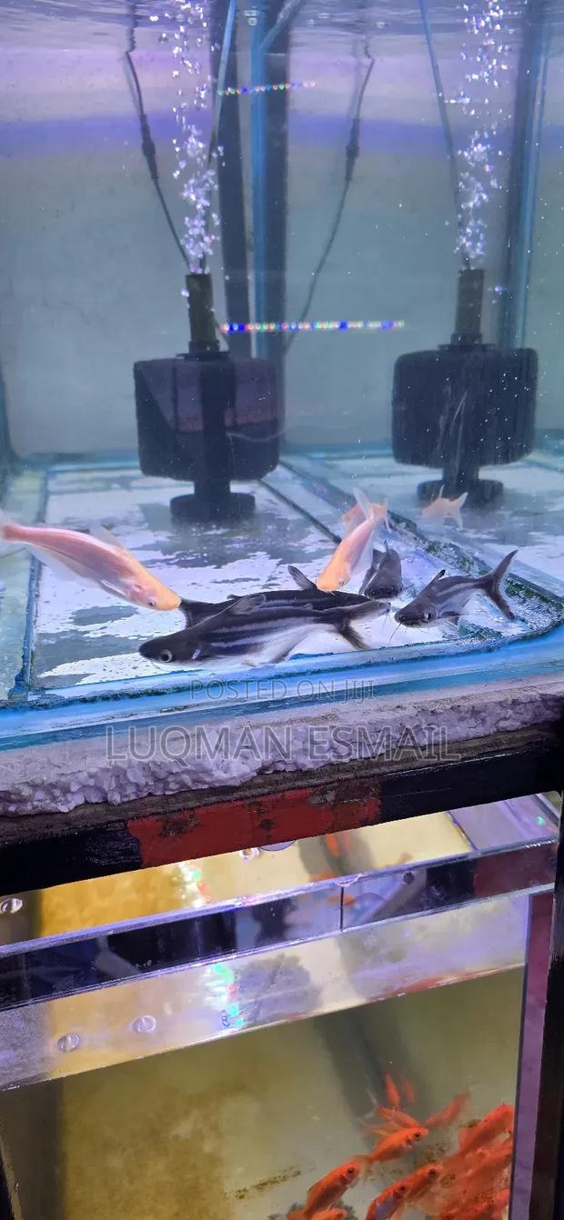 Siamese Sharks. Fresh Water - main view