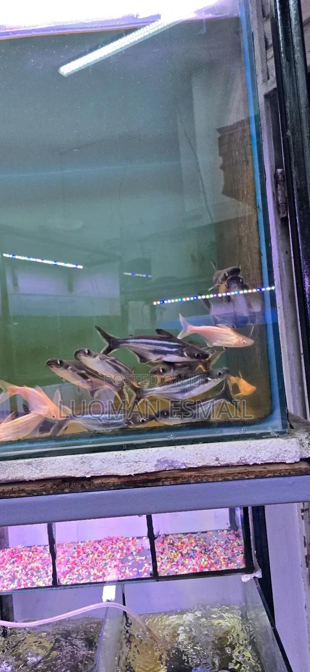 Sharks Freshwater - main view