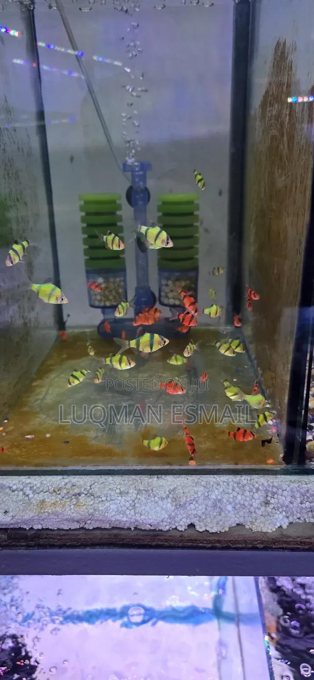 Tiger Barbs, Green and Red - main view