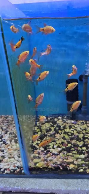 Barbs, Rosy Barbs - thumbnail 2