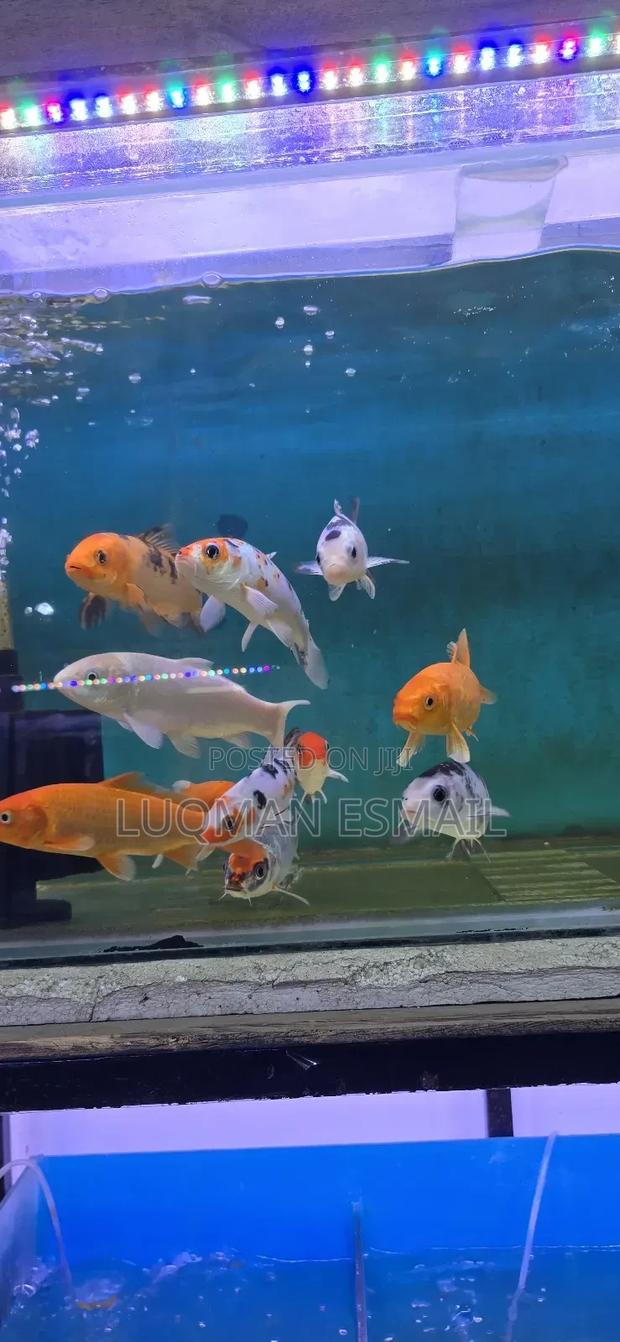 Pond Koi, Big Koi's - main view