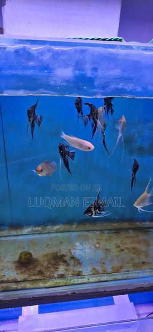 Angel Discuss - thumbnail 2