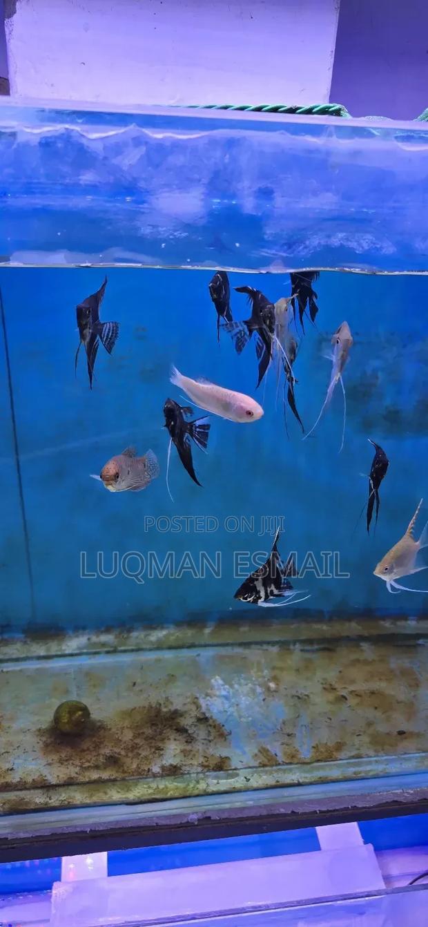 Angel Discuss - main view