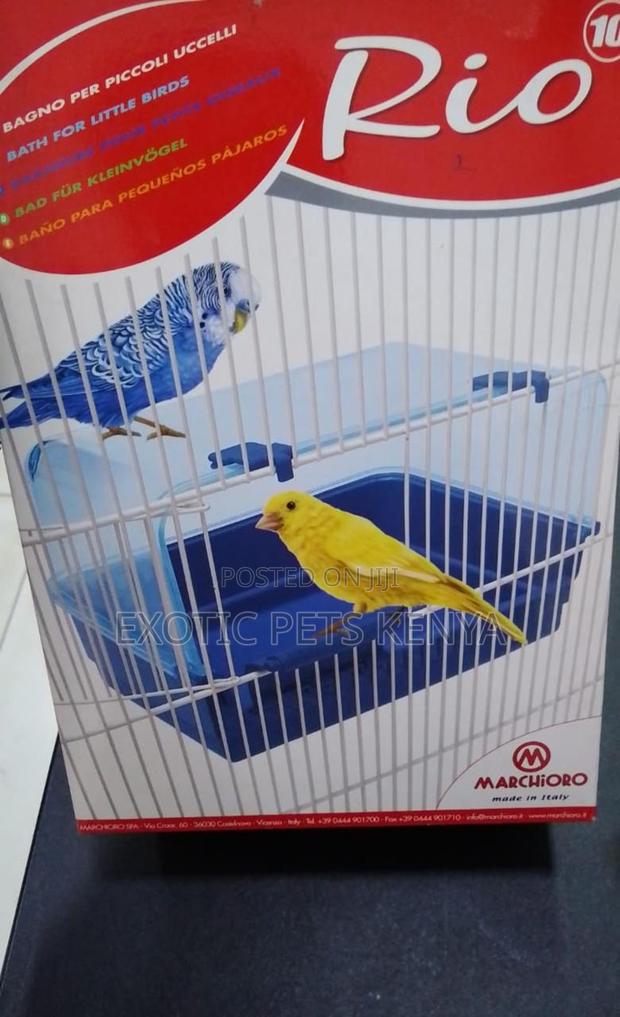 Bird Bath for Sale - main view