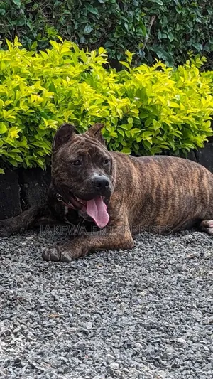 1+ year Female Purebred American Bully
