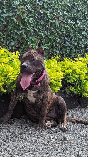 1+ year Female Purebred American Bully