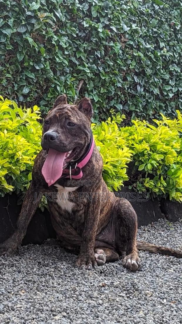 1+ year Female Purebred American Bully