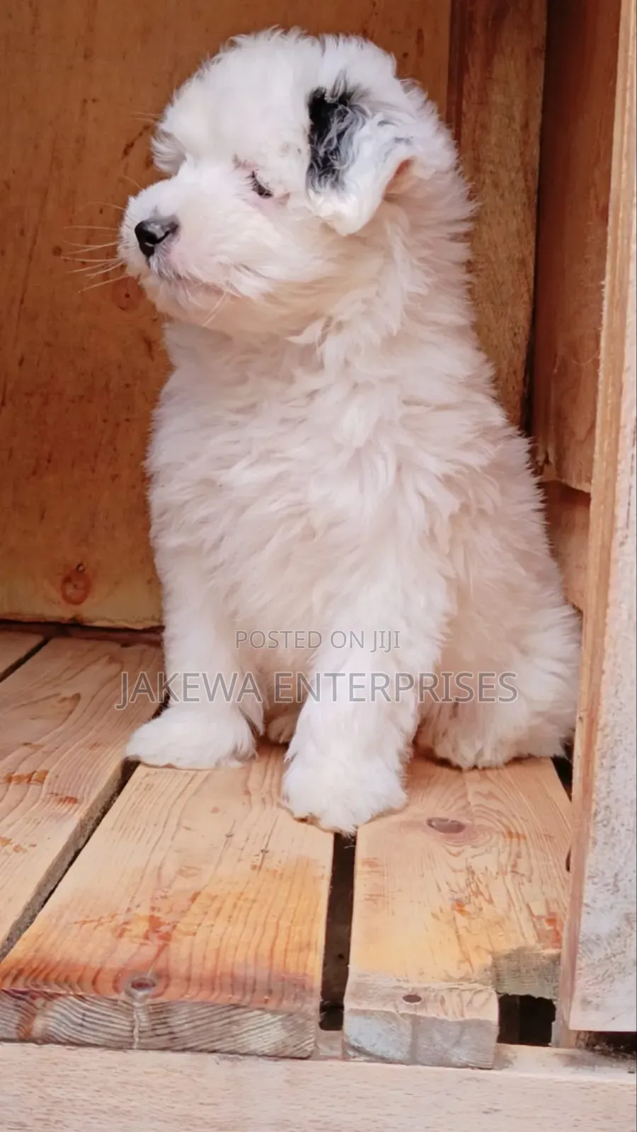 1-3 months Male Purebred Havanese