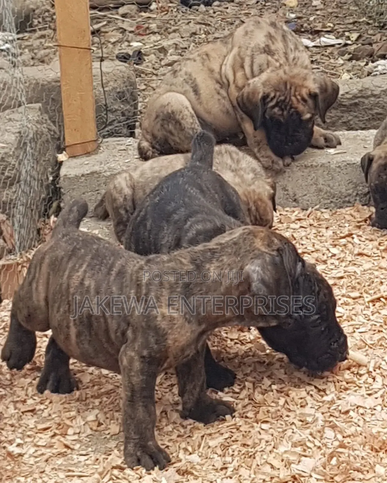 1-3 months Male Purebred Boerboel