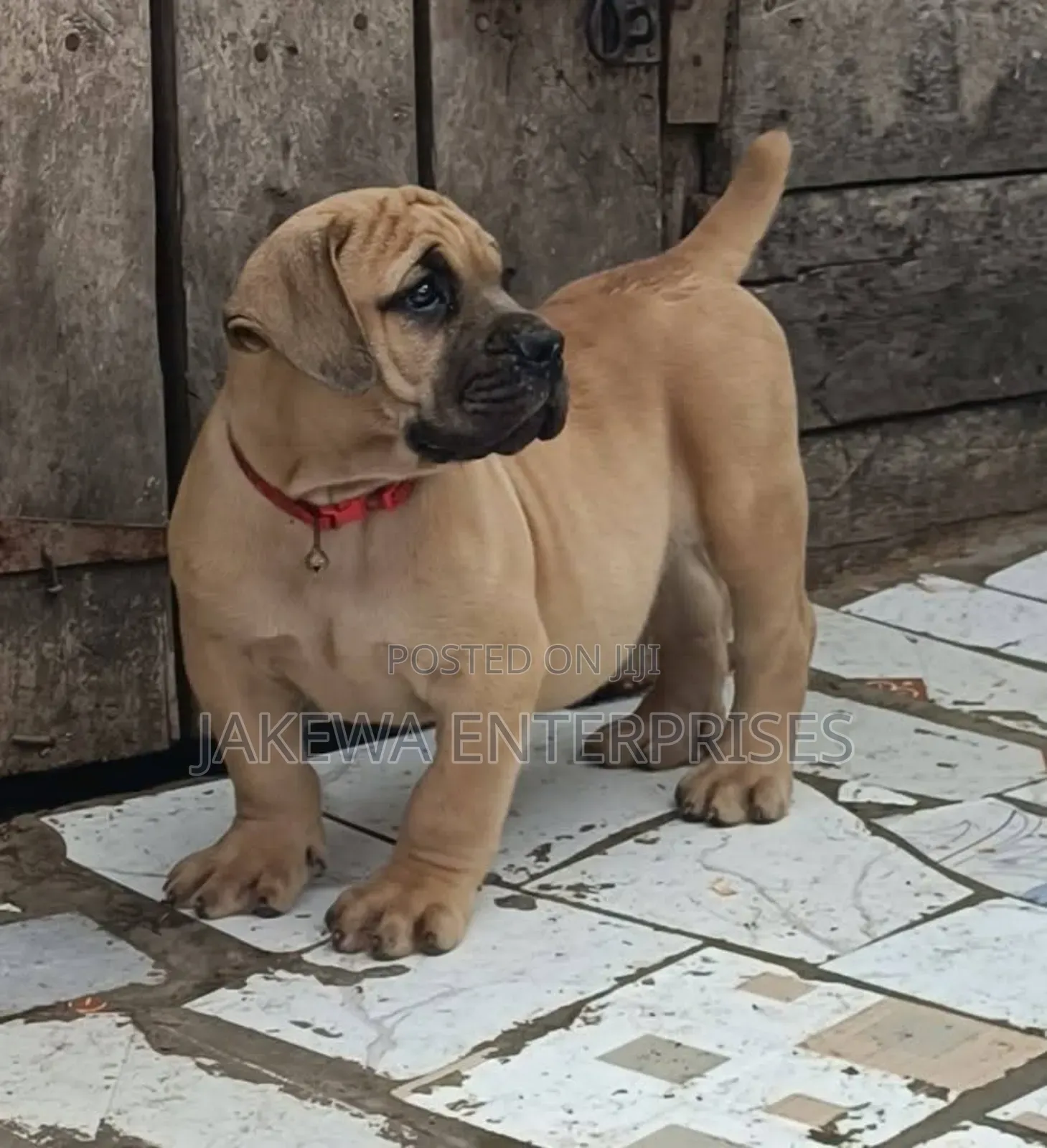 1-3 months Male Purebred Boerboel