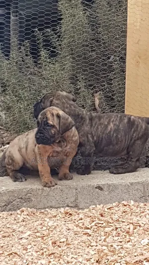 1-3 months Female Purebred Boerboel