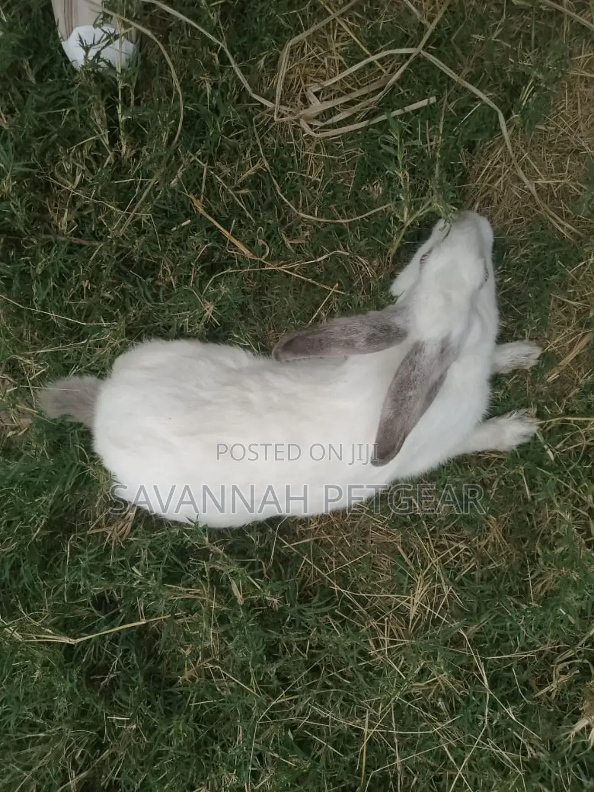 California White and New Zealand Rabbits - 3 - 4 Months Old