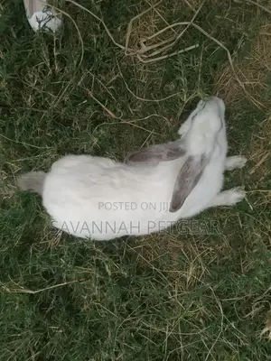 California White and New Zealand Rabbits - 3 - 4 Months Old