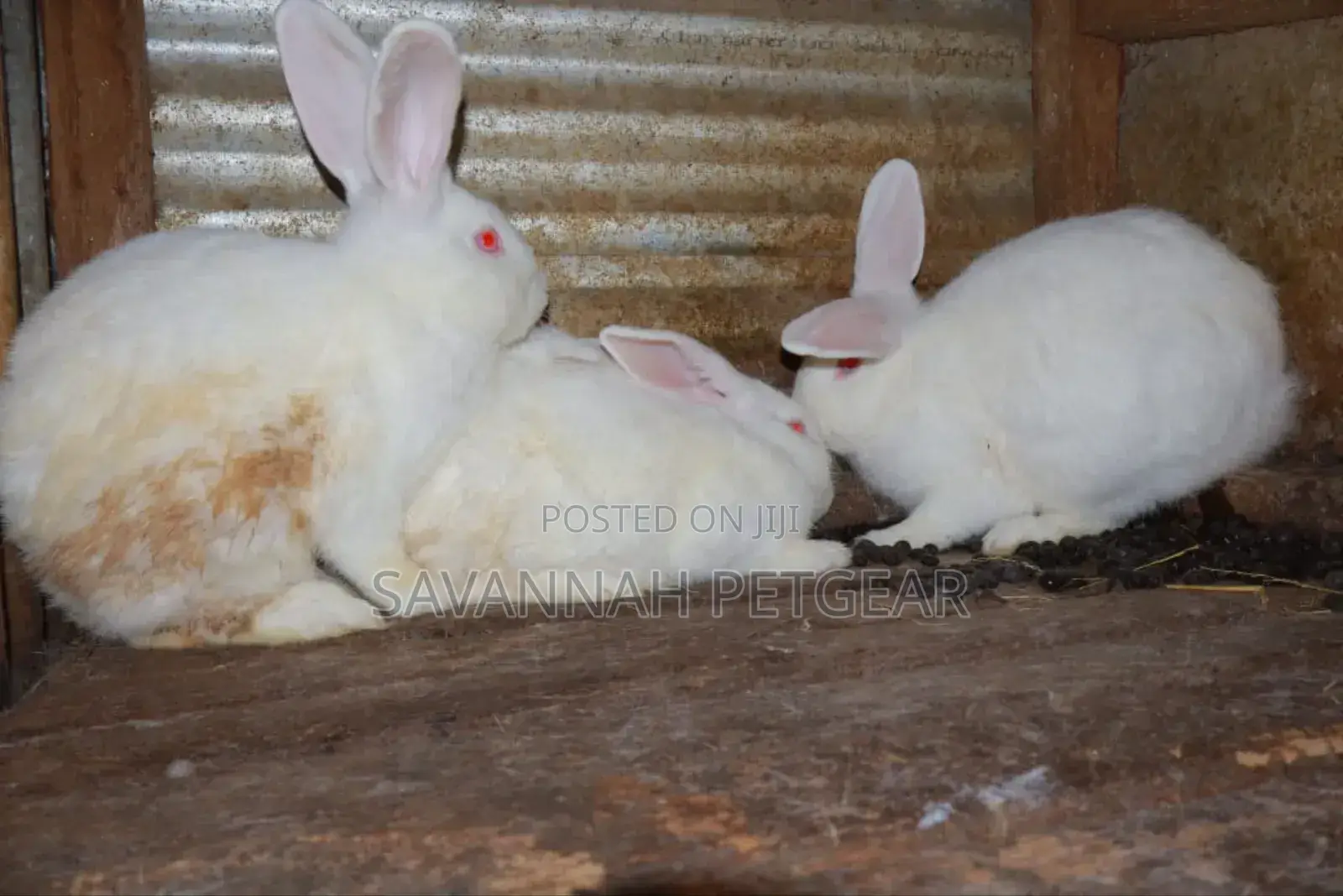 California White and New Zealand Rabbits - 3 - 4 Months Old