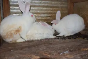 California White and New Zealand Rabbits - 3 - 4 Months Old